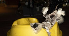 perchten-graz-goestinger-hoellen-teufel-2025-Center West_041225-04450