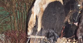 perchten-graz-goestinger-hoellen-teufel-Dobl-Zwaring-2025-DSC01358