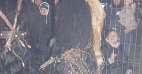 perchten-graz-goestinger-hoellen-teufel-Dobl-Zwaring-2025-DSC01402