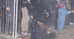 perchten-graz-goestinger-hoellen-teufel-Dobl-Zwaring-2025-DSC01403