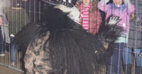 perchten-graz-goestinger-hoellen-teufel-Dobl-Zwaring-2025-DSC01406