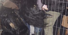 perchten-graz-goestinger-hoellen-teufel-Dobl-Zwaring-2025-DSC01416