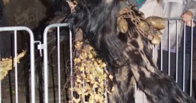 perchten-graz-goestinger-hoellen-teufel-Stadt-Graz-2025-DSC01528