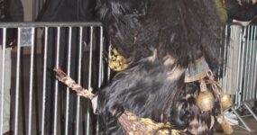 perchten-graz-goestinger-hoellen-teufel-Stadt-Graz-2025-DSC01530