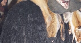 perchten-graz-goestinger-hoellen-teufel-Stadt-Graz-2025-DSC01545